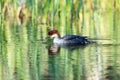 Mergus albellus, Mergellus albellus, Smew Royalty Free Stock Photo